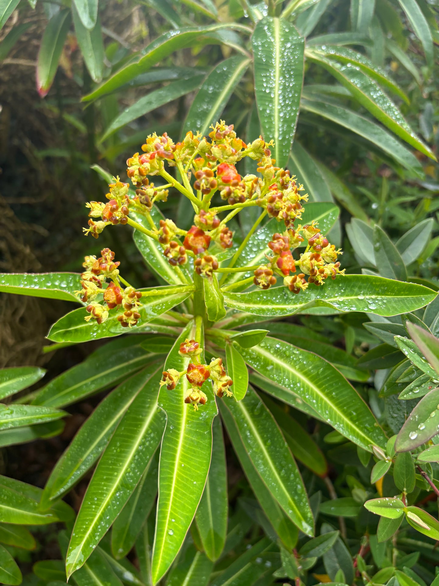 Euphorbia mellifera - AGM