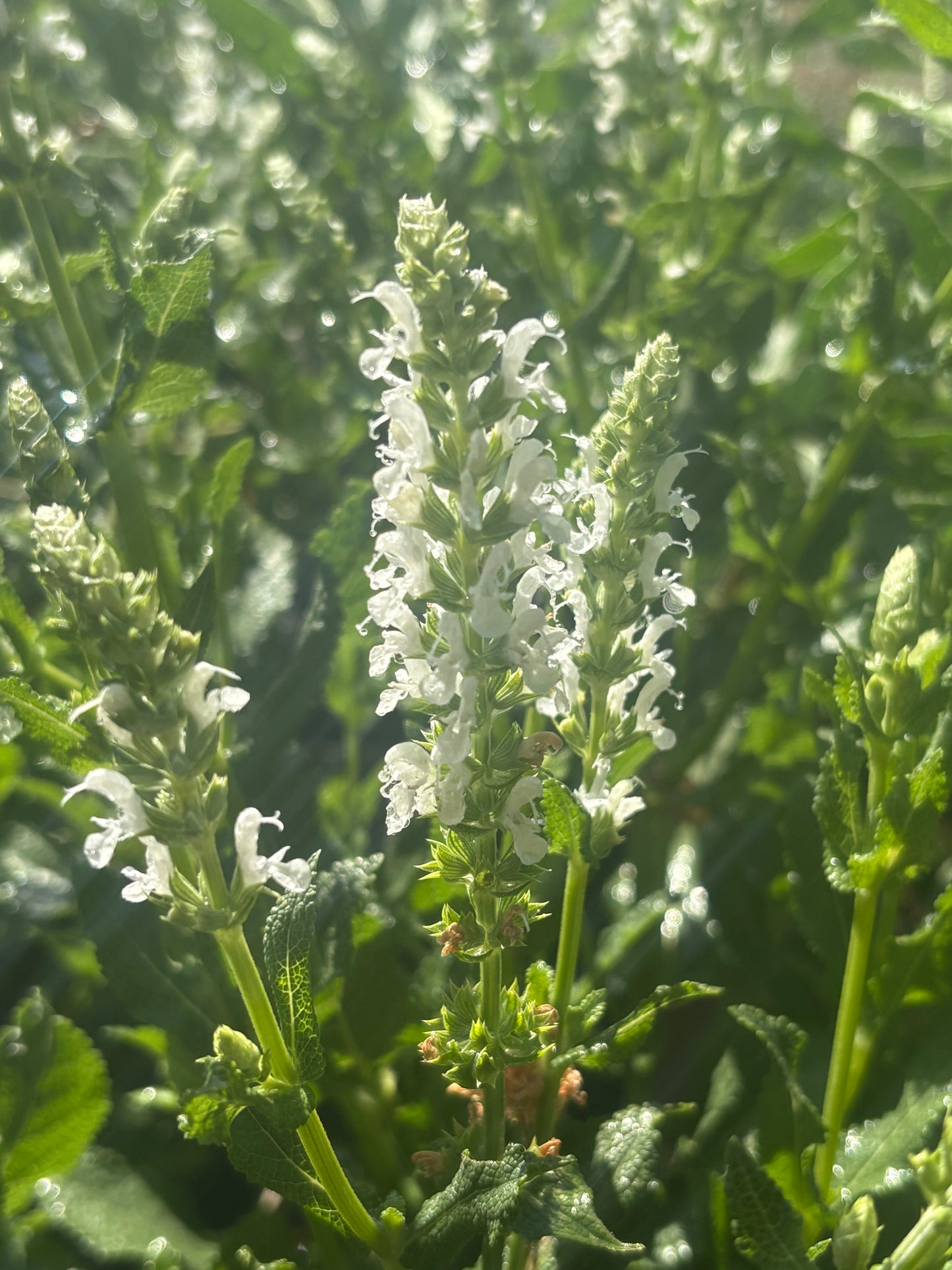 Salvia nemorosa Snow Hill (Schneehügel)
