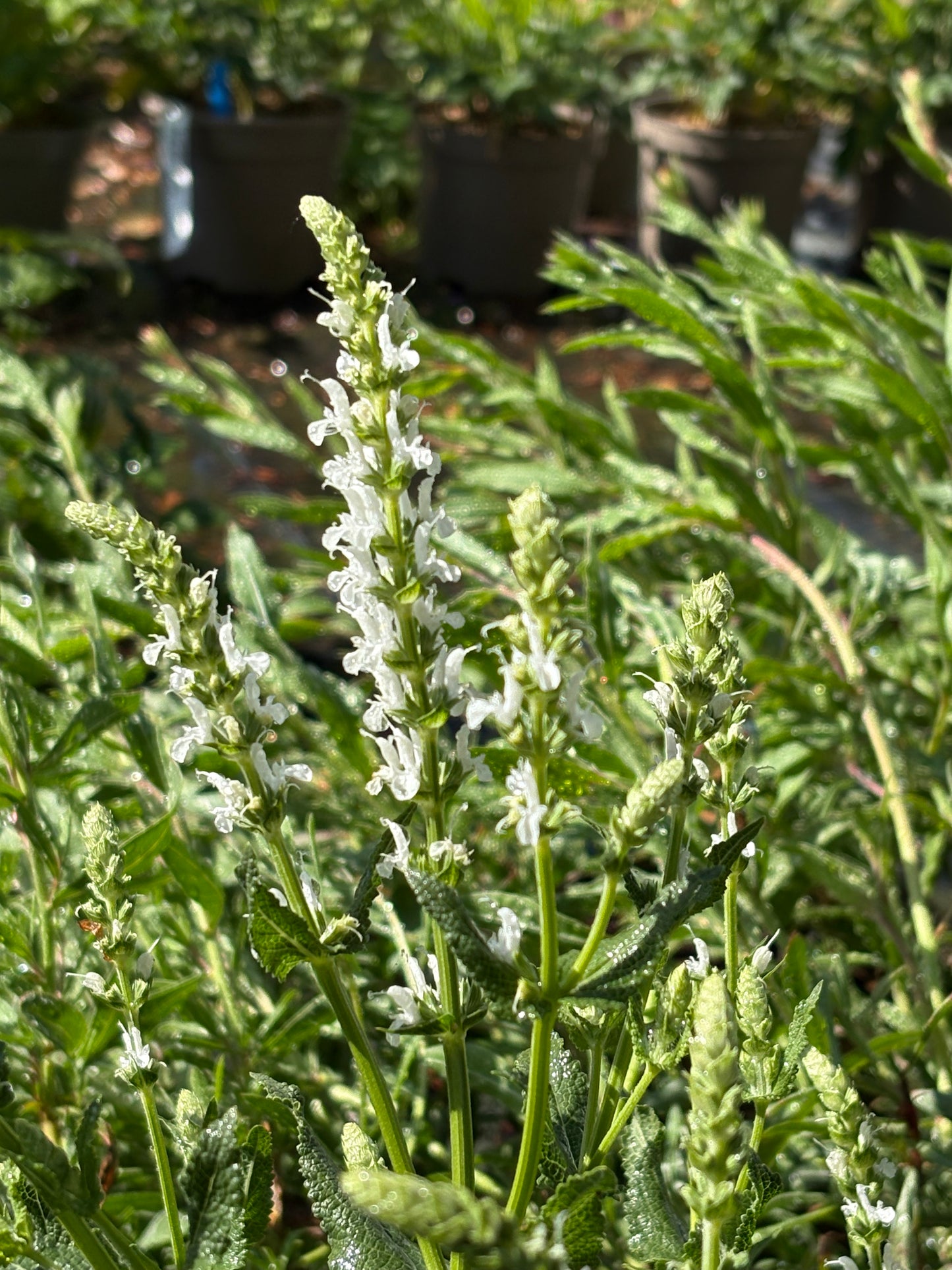 Salvia nemorosa Snow Hill (Schneehügel)
