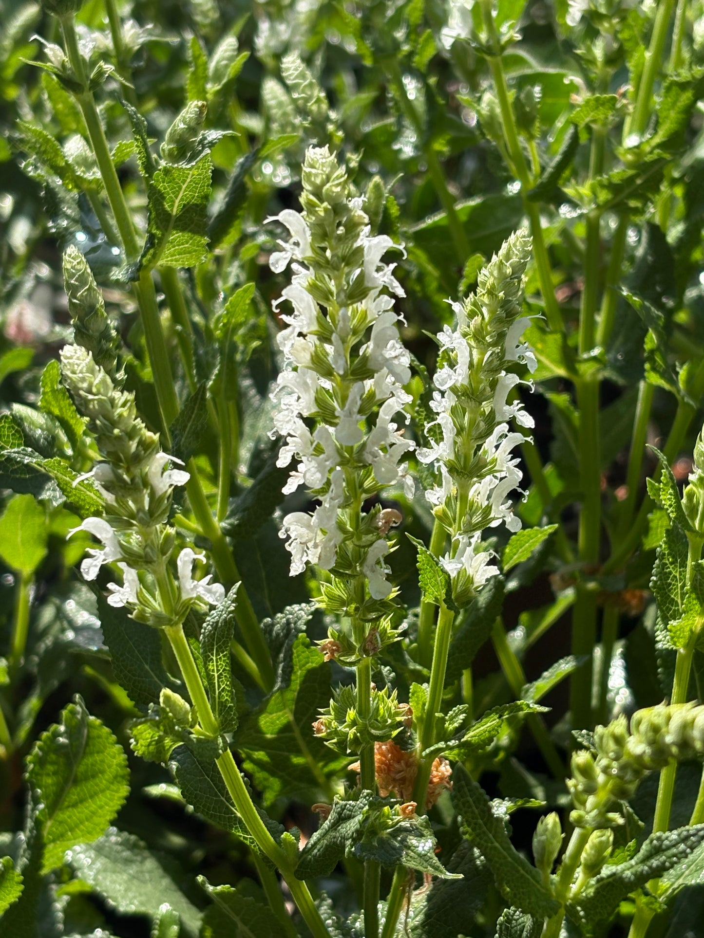 Salvia nemorosa Snow Hill (Schneehügel)