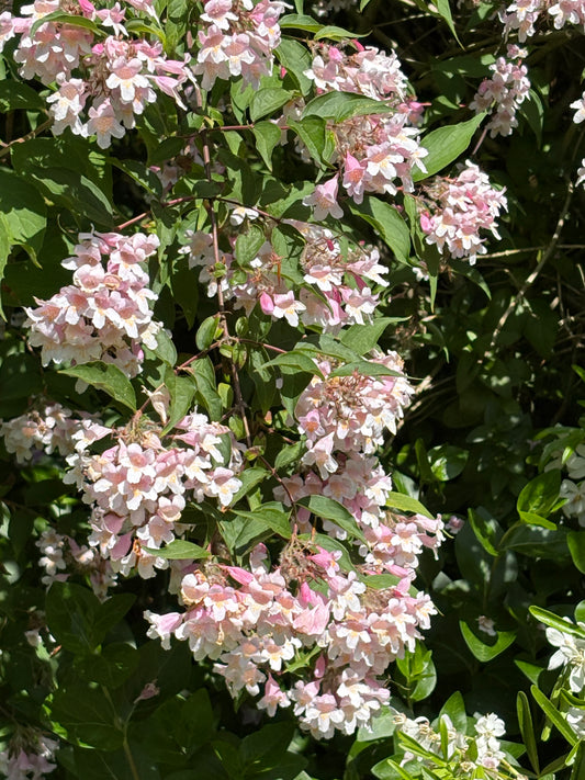 Kolkwitzia amabilis 'Pink Cloud' - AGM