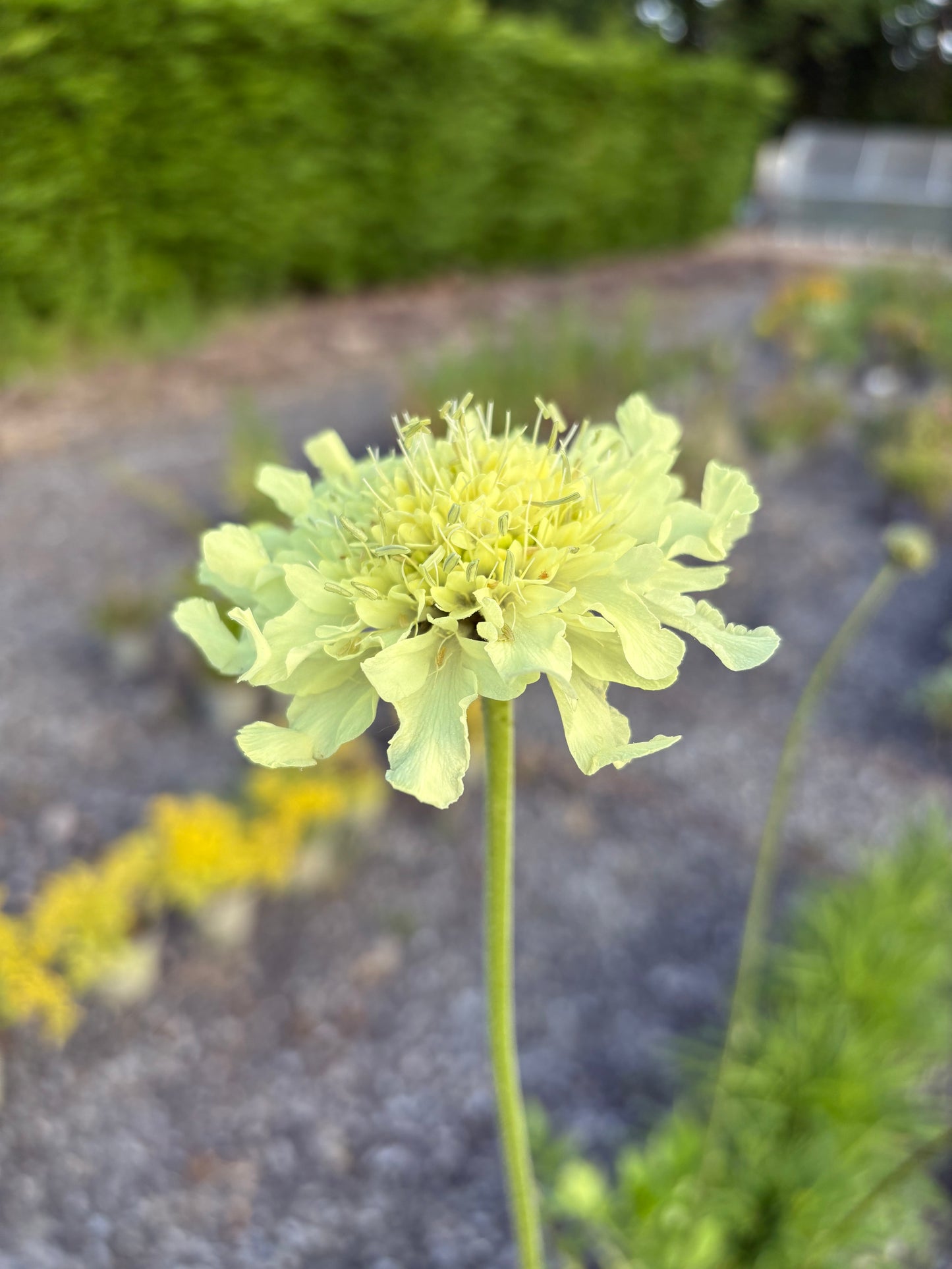 Cephalaria gigantea