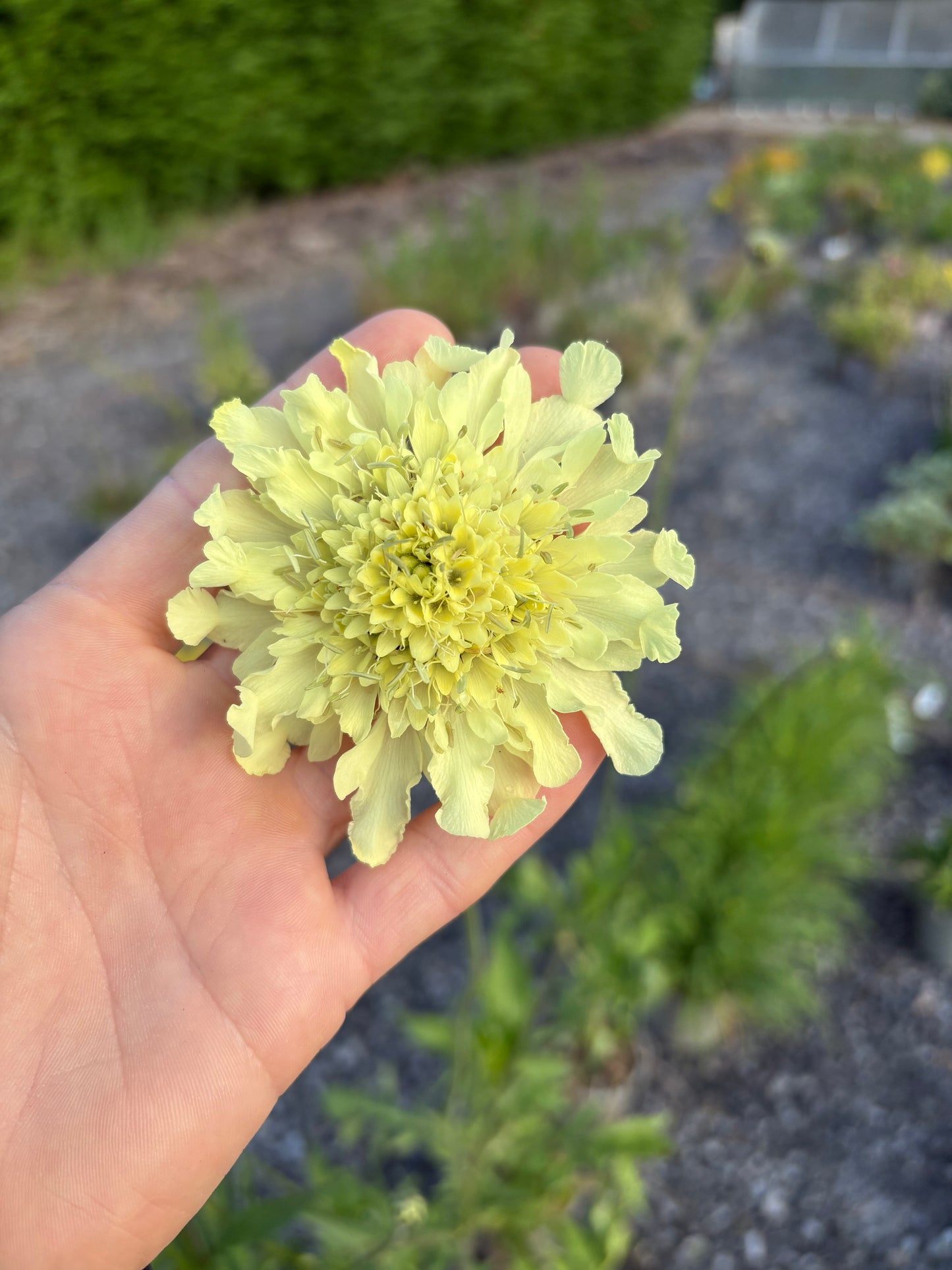 Cephalaria gigantea