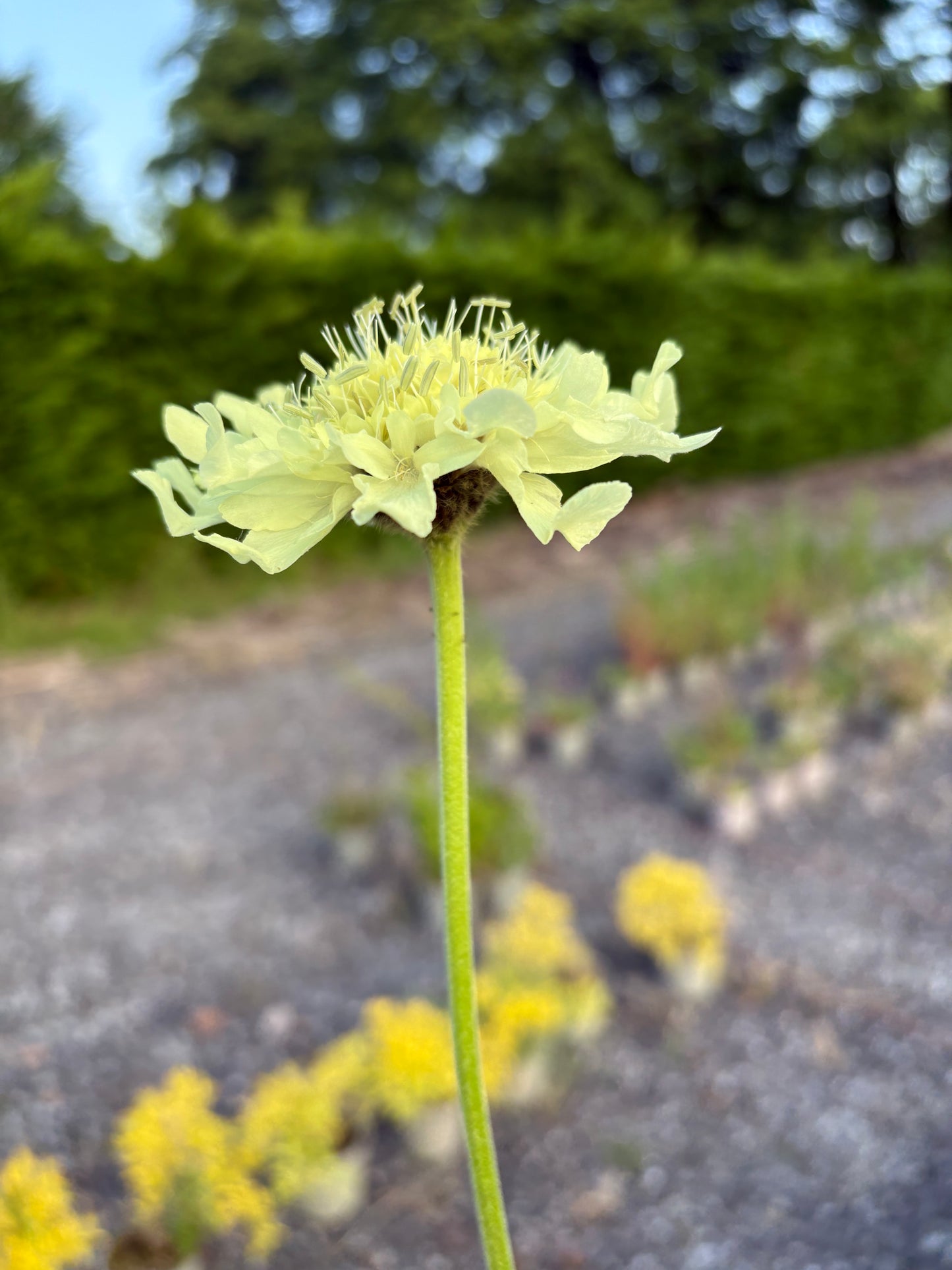 Cephalaria gigantea