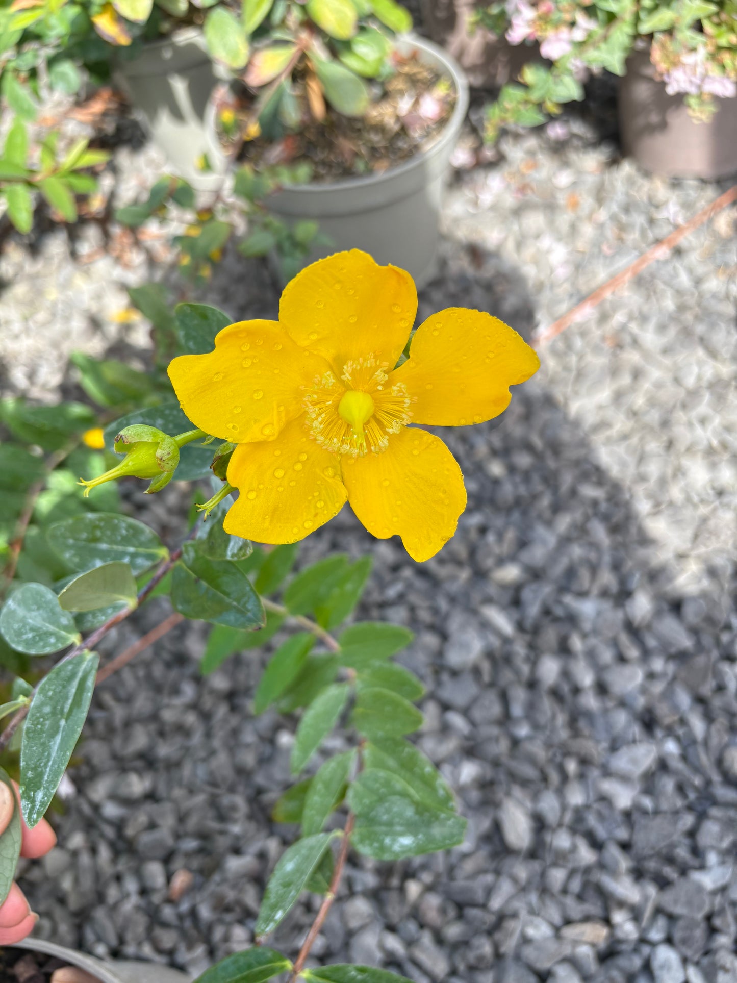 Hypericum Hidcote