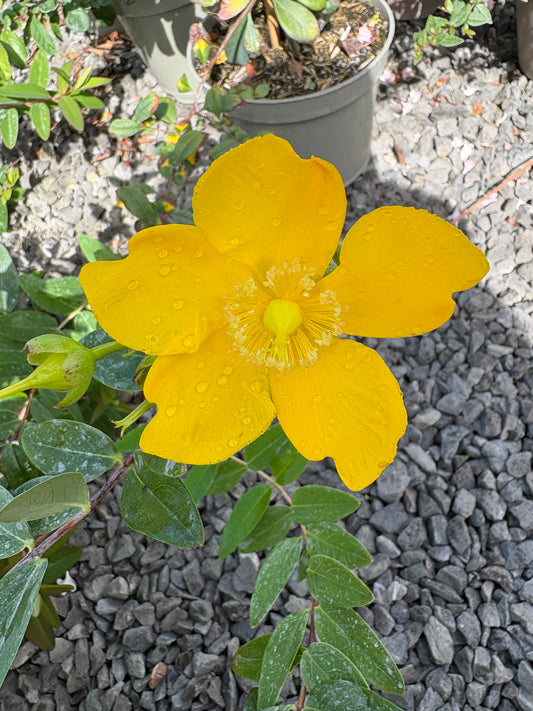 Hypericum Hidcote