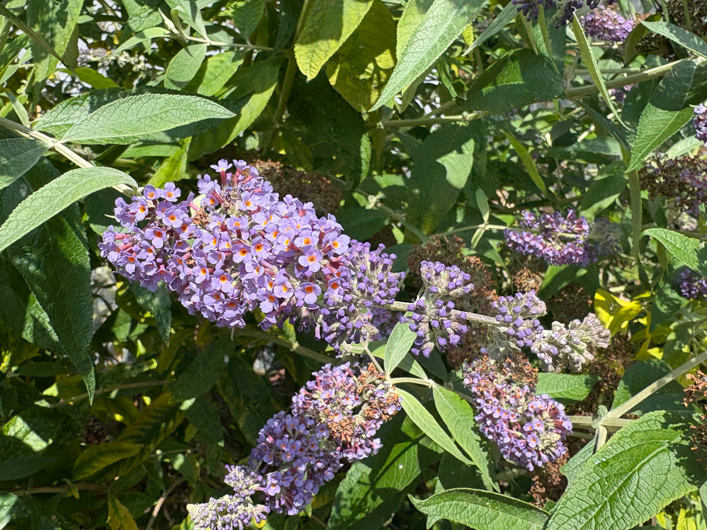 Buddleja (Buddleia) x weyeriana ‘Blue Boy’ Syn.'Boy Blue'