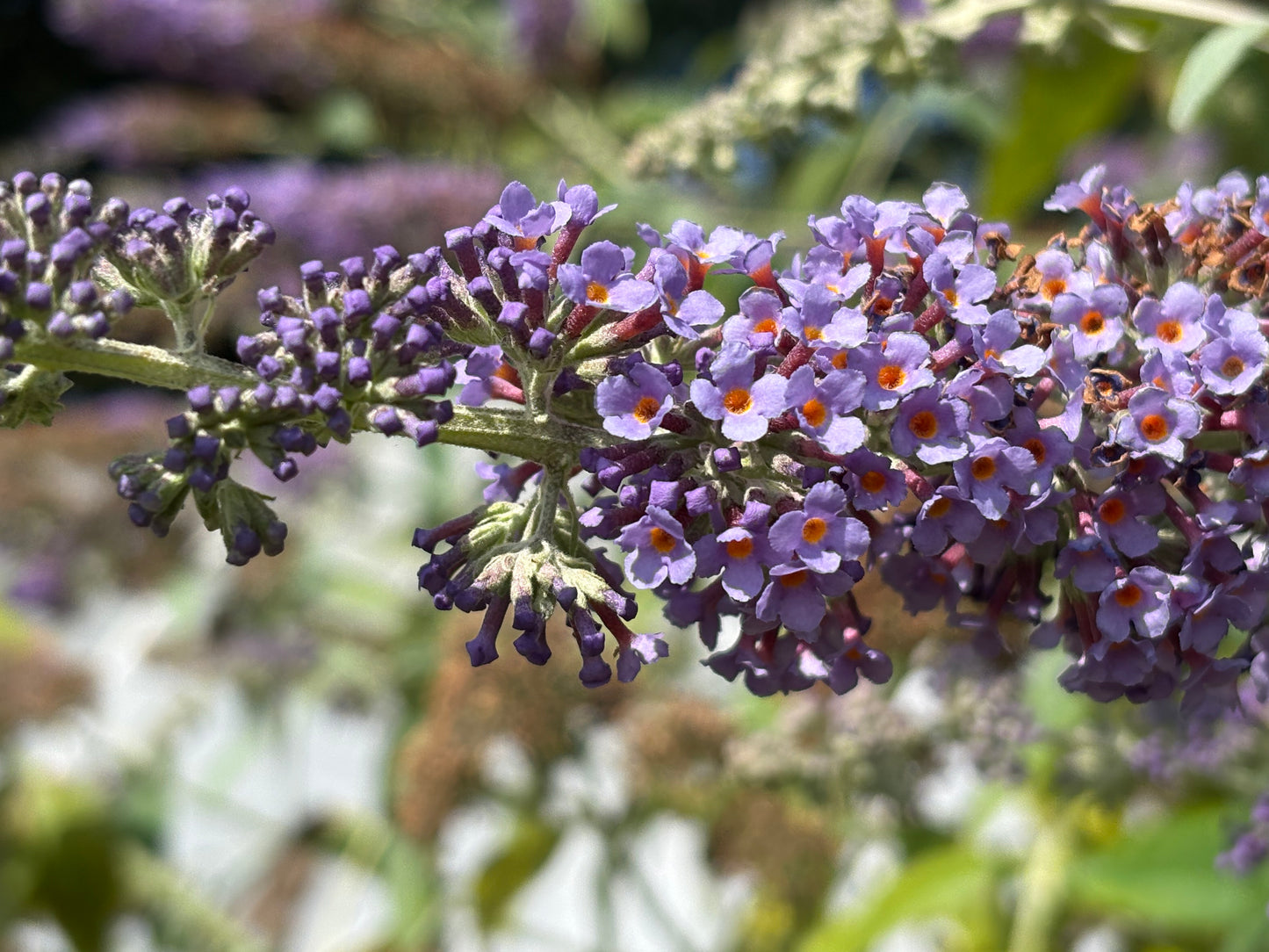 Buddleja (Buddleia) x weyeriana ‘Blue Boy’ Syn.'Boy Blue'
