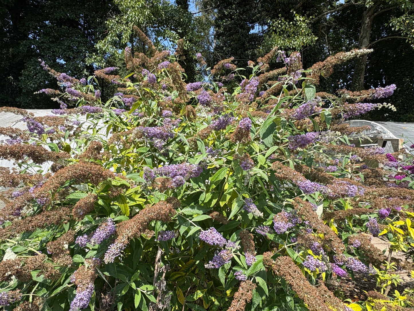 Buddleja (Buddleia) x weyeriana ‘Blue Boy’ Syn.'Boy Blue'
