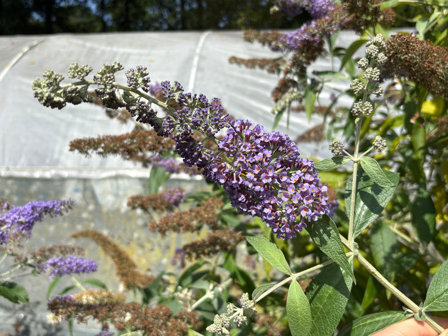Buddleja (Buddleia) x weyeriana ‘Blue Boy’ Syn.'Boy Blue'