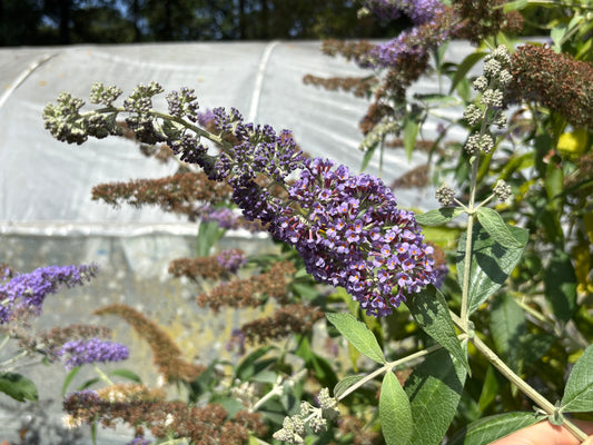 Buddleja (Buddleia) x weyeriana ‘Blue Boy’ Syn.'Boy Blue'