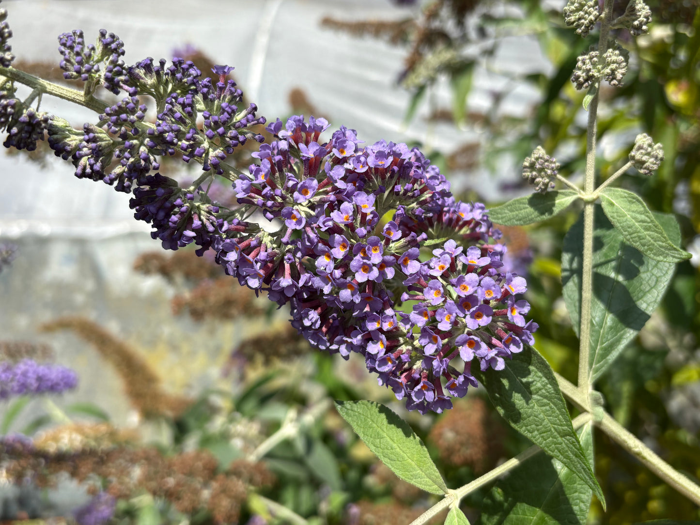 Buddleja (Buddleia) x weyeriana ‘Blue Boy’ Syn.'Boy Blue'