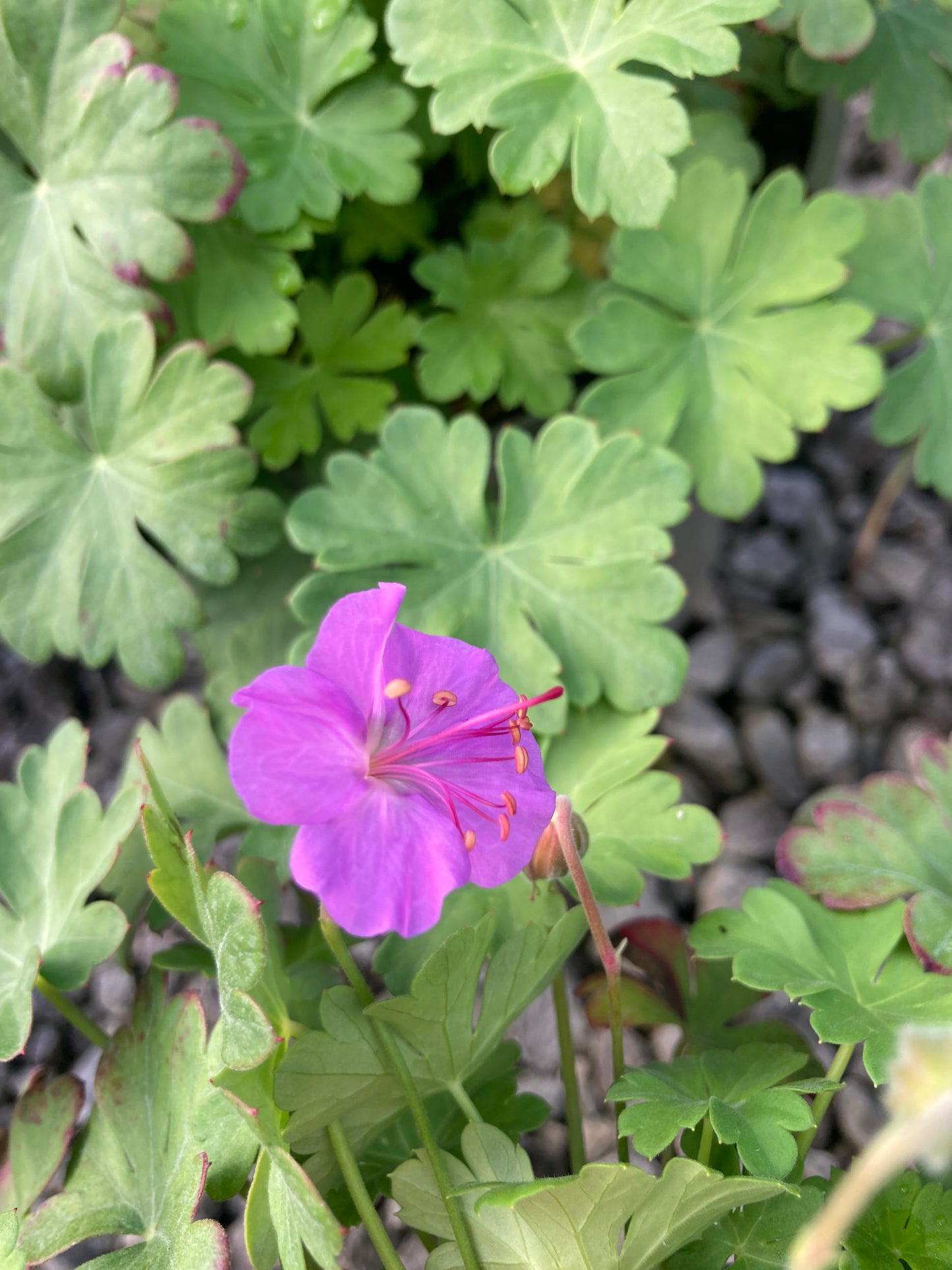 Geranium cantabrigiense 'Cambridge'