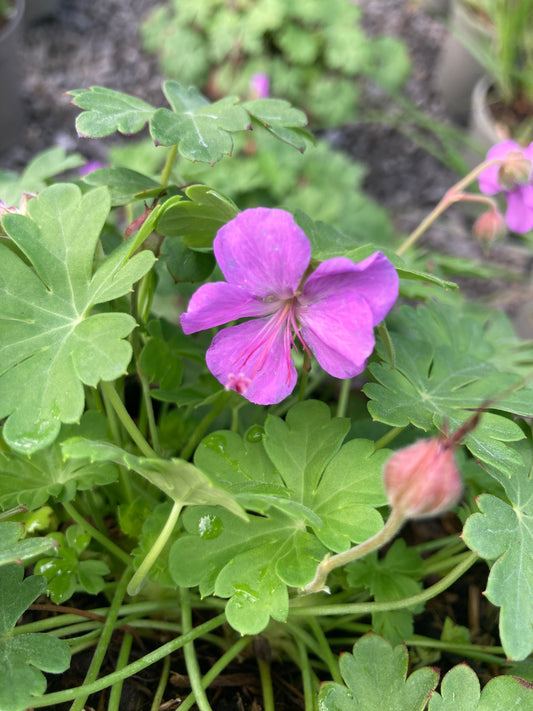 Geranium Cambridge - Champion Plants