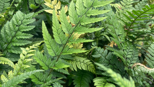 Polystichum tsussimense - AGM