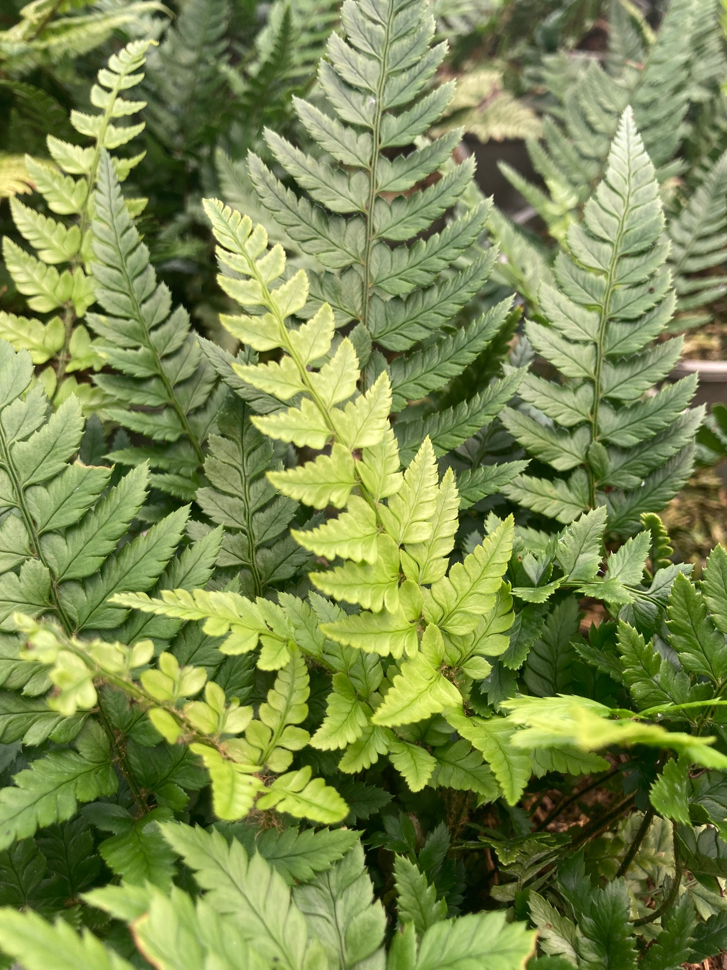 Polystichum biaristatum