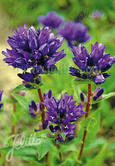 Campanula glomerata Superba - AGM