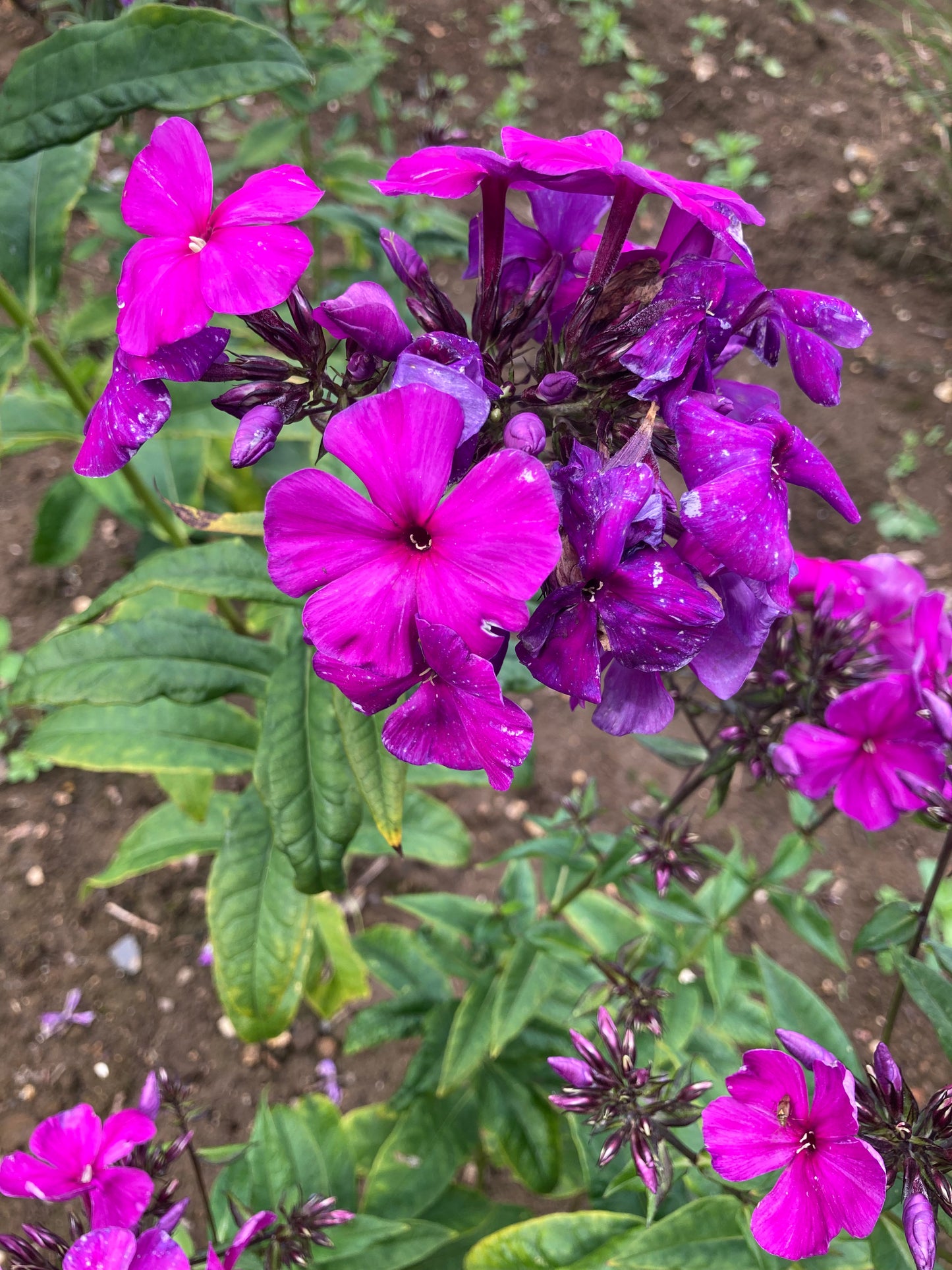 Phlox Nicky - Champion Plants