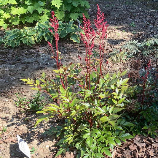 Astilbe Montgomery AGM - Champion Plants