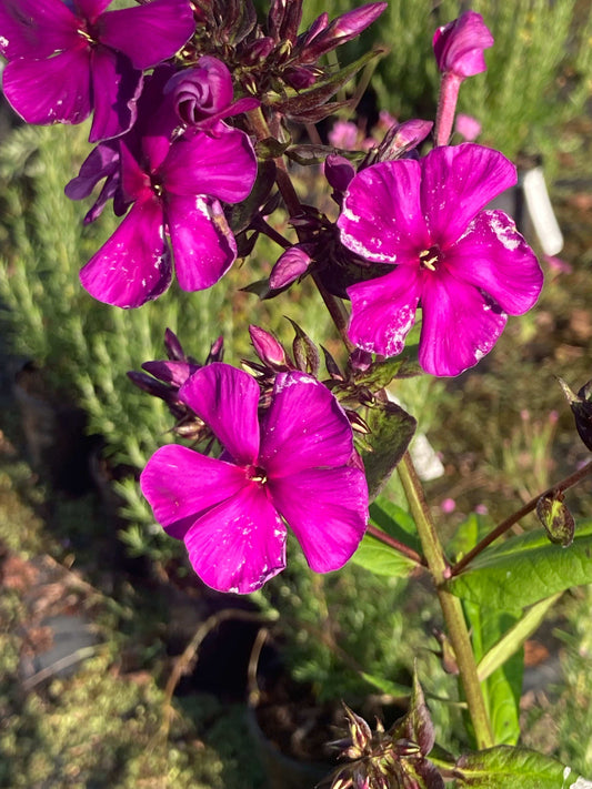 Phlox Nicky - Champion Plants