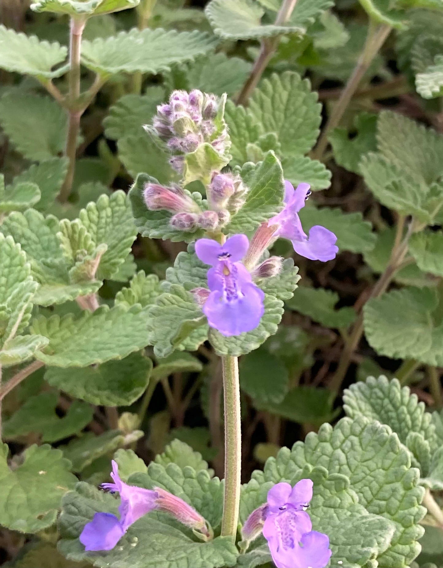 Nepeta racemosa - Champion Plants
