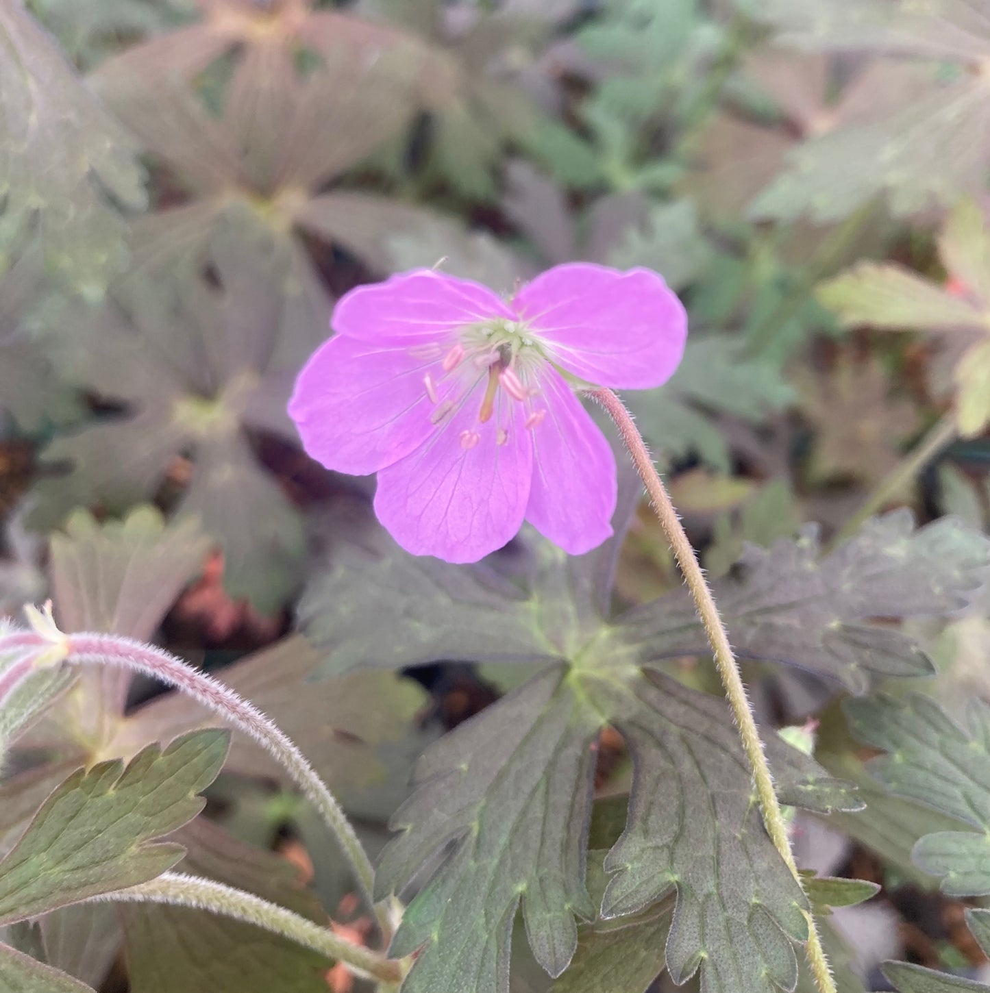 Geranium maculatum 'Espresso' - Champion Plants