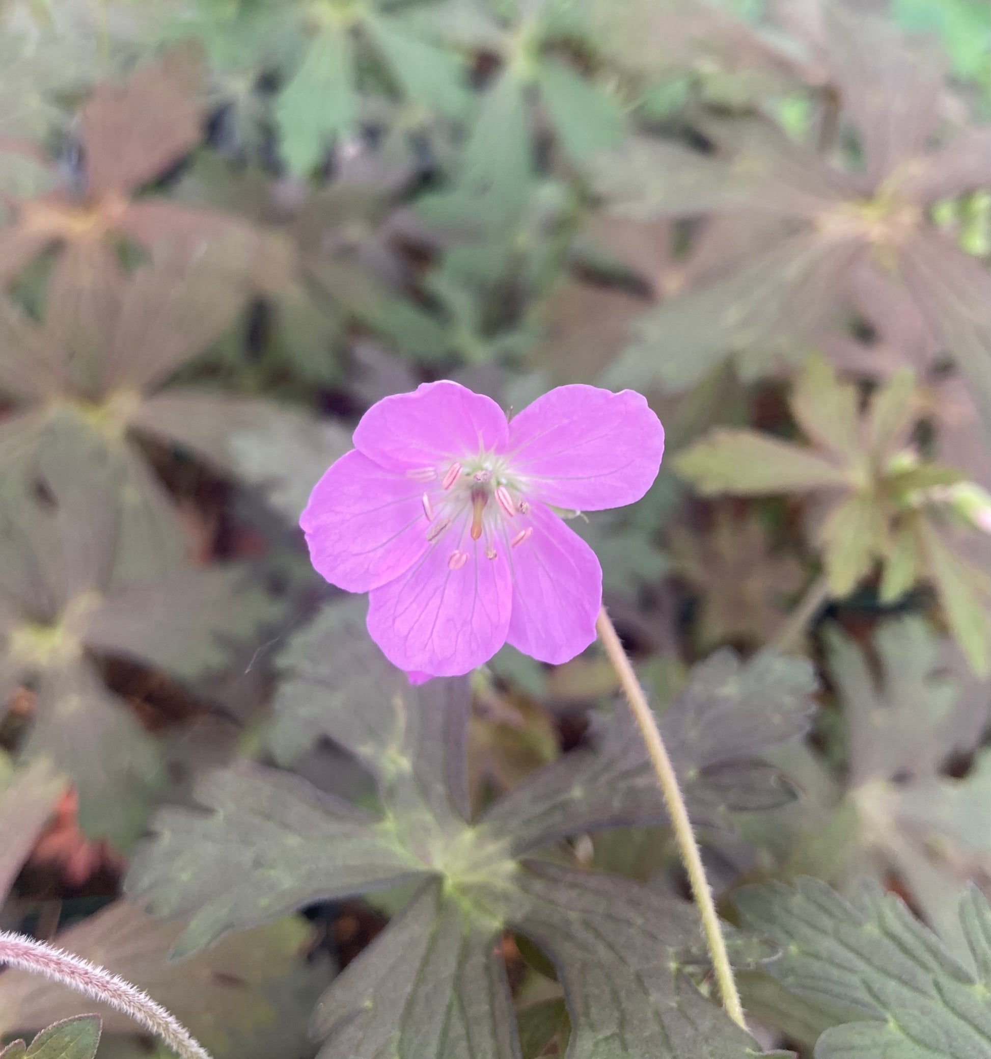 Geranium maculatum 'Espresso' - Champion Plants