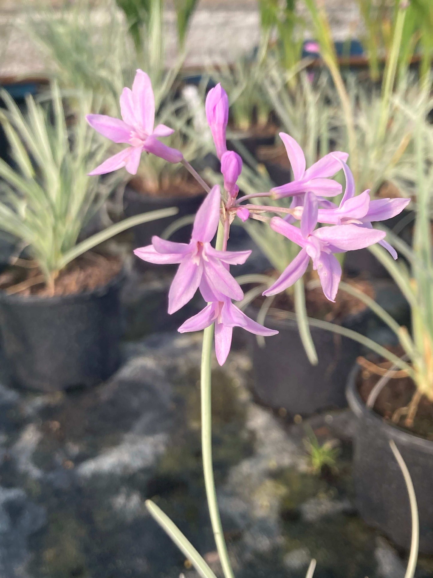 Tulbaghia violacea 'Silver Lace' - AGM - Champion Plants