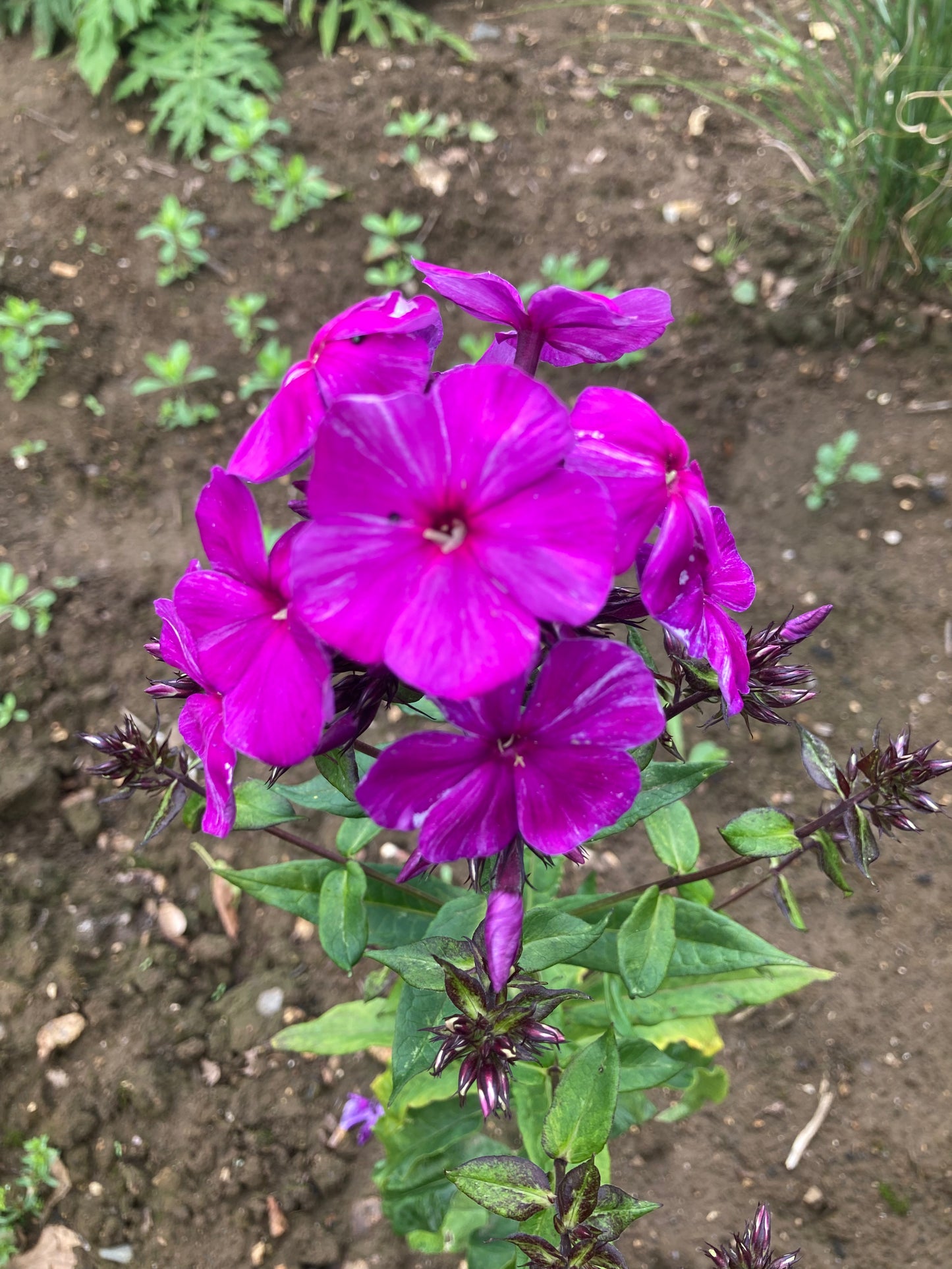 Phlox Nicky - Champion Plants