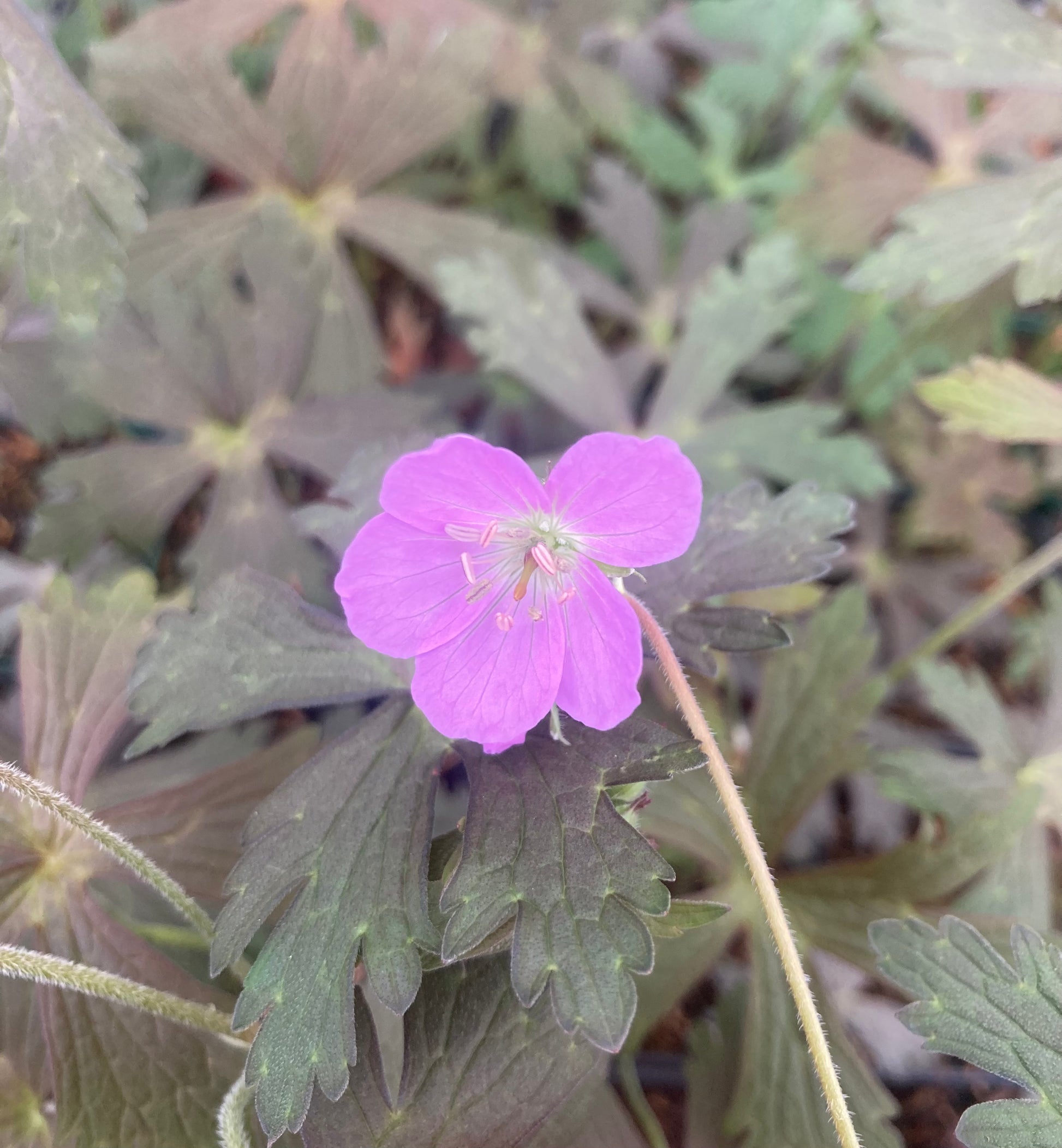 Geranium maculatum 'Espresso' - Champion Plants