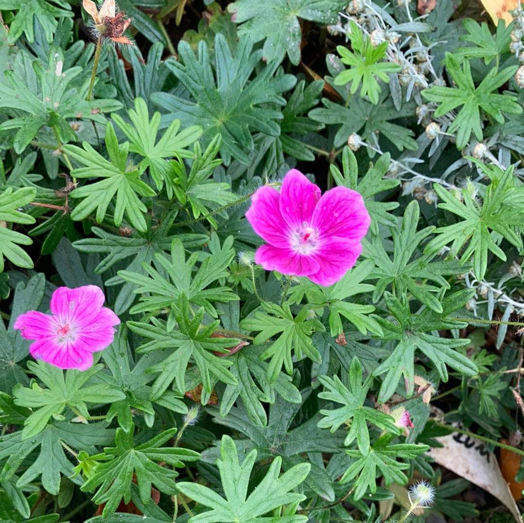 Geranium sanguinium Elke - Champion Plants
