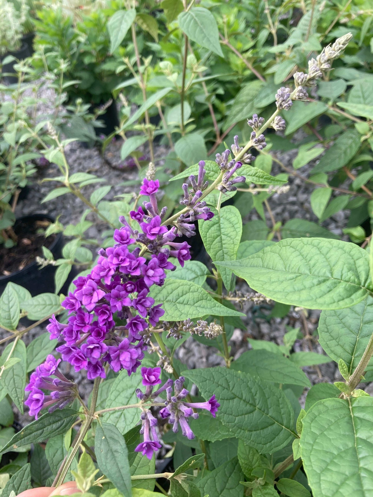 Buddleja (Buddleia) lindleyana ‘Floral Fanfare’ - Champion Plants