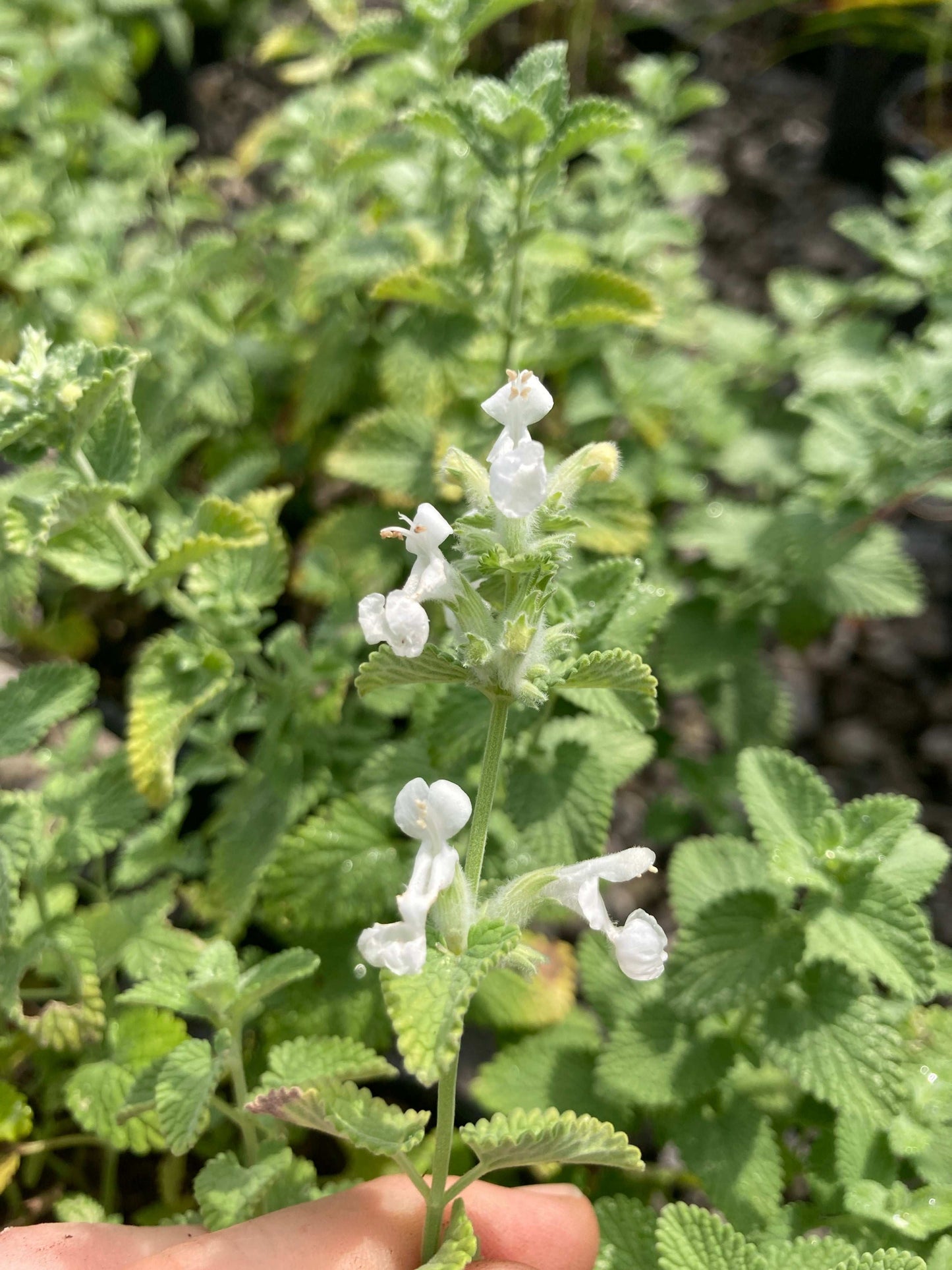 Nepeta racemosa Alba - Champion Plants