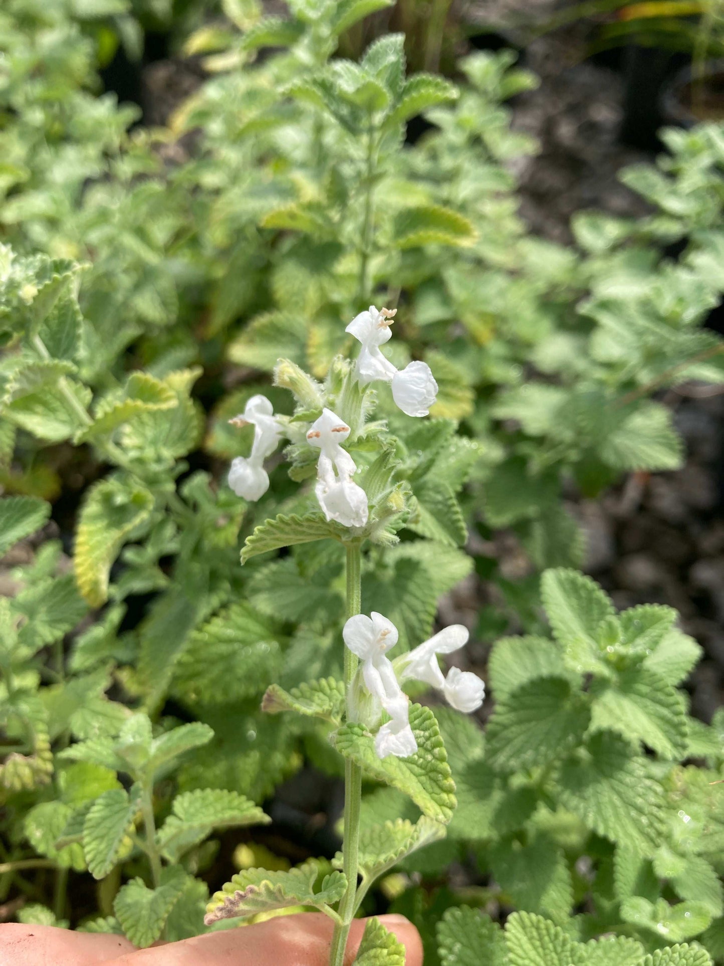 Nepeta racemosa Alba - Champion Plants