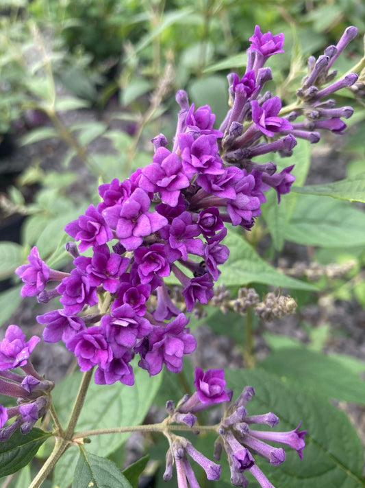 Buddleja (Buddleia) lindleyana ‘Floral Fanfare’ - Champion Plants