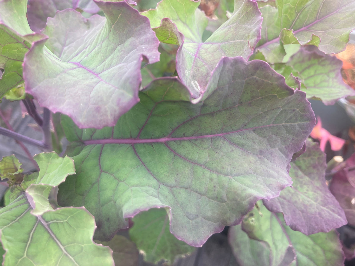 Buy Purple Tree Collard Kale, UK Nursery, Online Plants for sale Mail