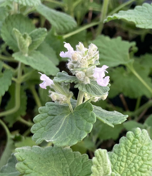 Nepeta racemosa Alba - Champion Plants
