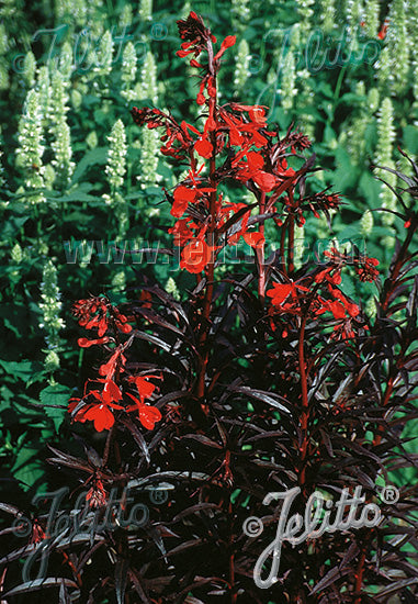 Lobelia Queen Victoria
