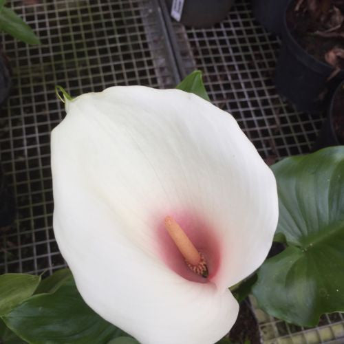 Zantedeschia aethiopica Kiwi Blush (Arum Lily Calla Lily) - Champion Plants