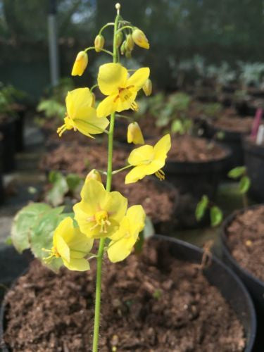 Epimedium Wisley Form - Champion Plants