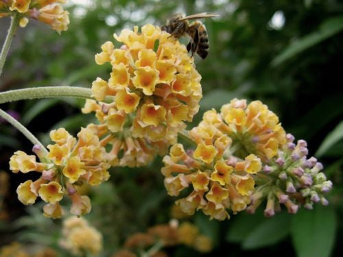 Buddleja (Buddleia) x weyeriana Golden Glow - Champion Plants