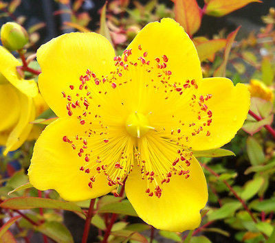 Hypericum moserianum Tricolor - Champion Plants