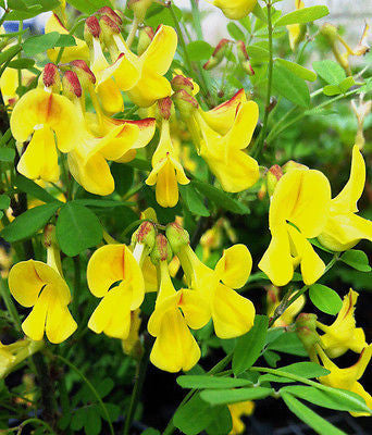 Coronilla emerus (syn. Hippocrepis emerus) - Champion Plants