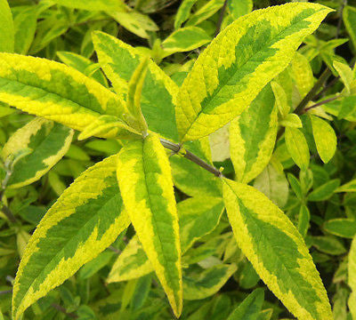 Buddleja (Buddleia) davidii Santana - Champion Plants