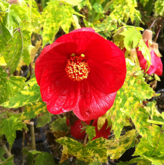 Abutilon Cannington Carol - AGM - Champion Plants