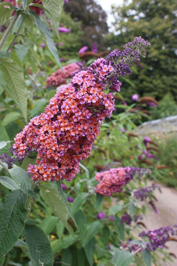 Buddleja (Buddleia) x weyeriana Bicolor (Flower Power) - Champion Plants