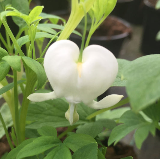 Dicentra spectabilis Alba (Bleeding Heart) - Champion Plants