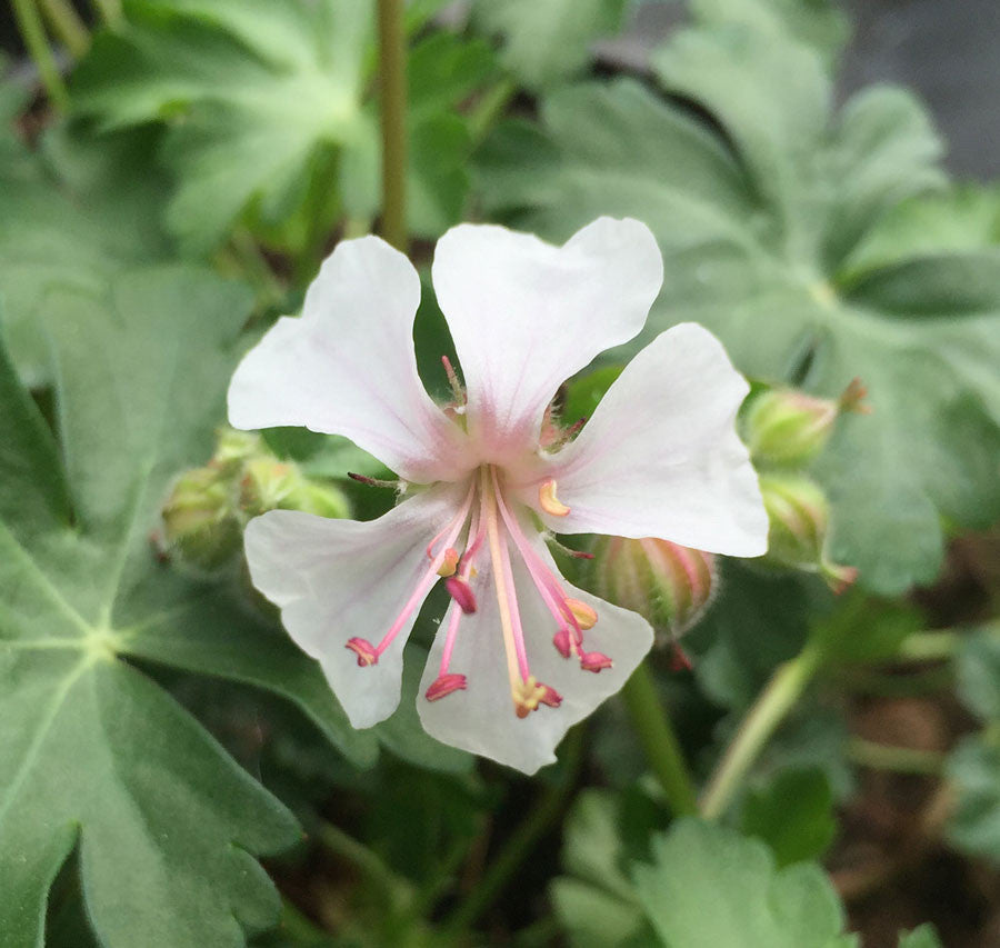 Geranium cantabrigiense 'Biokovo' - Champion Plants