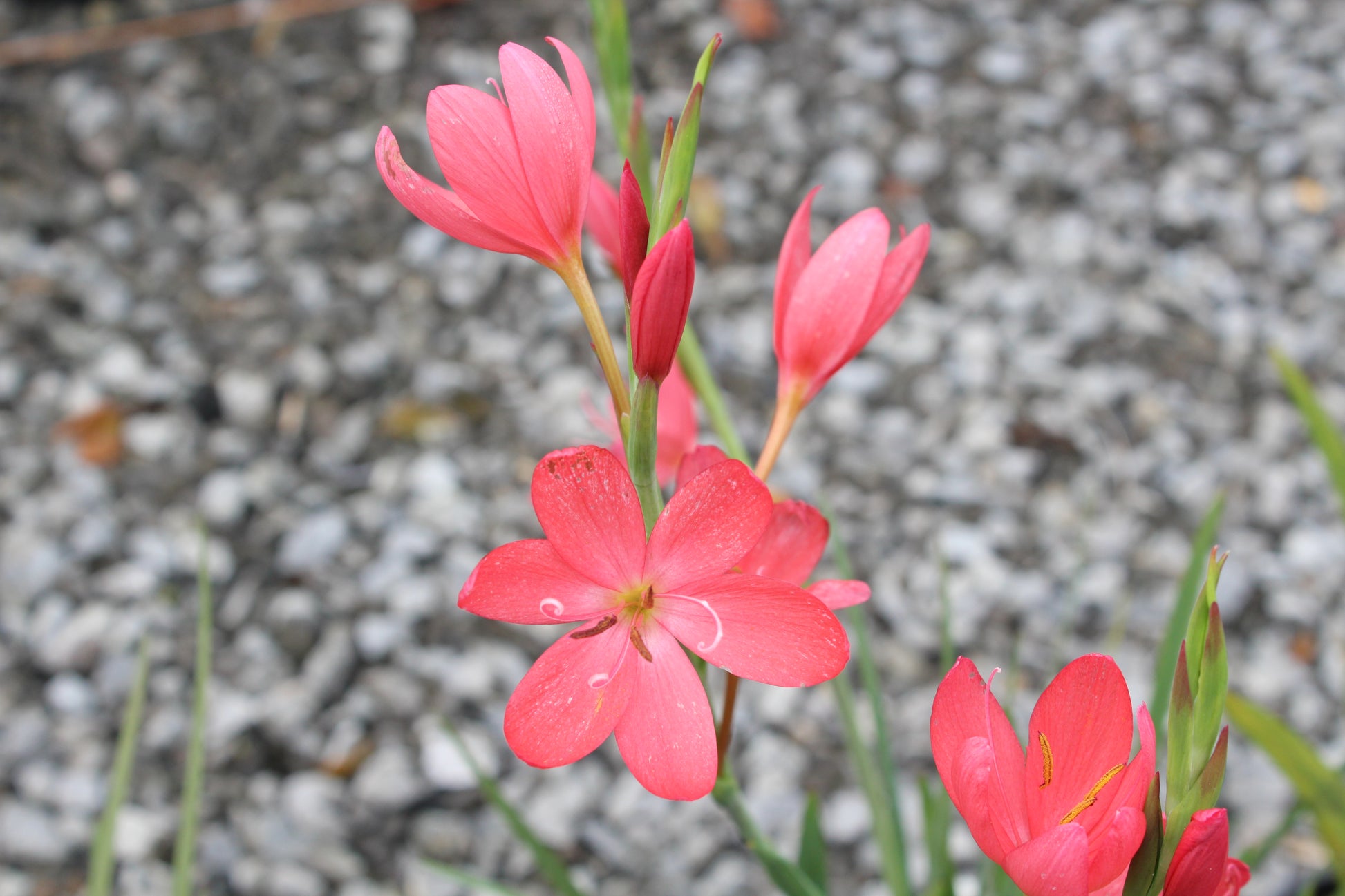 Hesperantha coccinea 'Professor Barnard' - Champion Plants
