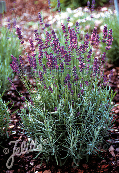 Lavandula angustifolia Hidcote (Lavender) - Champion Plants